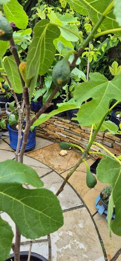 Fig Tree with Figs