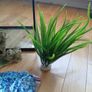 fish tank Image 4