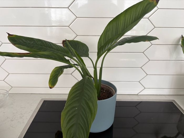 indoor plant