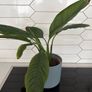 indoor plant Image 2