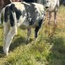 Farming Image 3