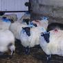 Mule ewe lambs Image 10