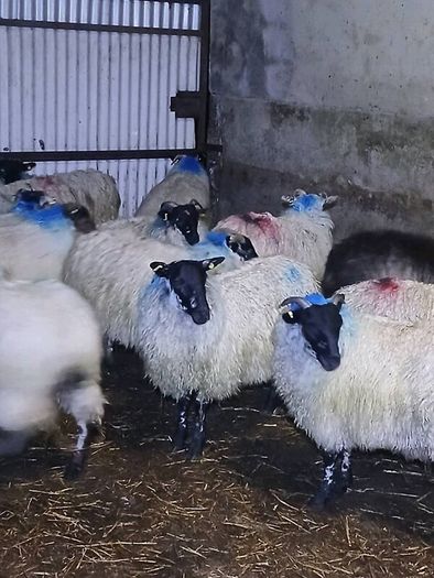 Mule ewe lambs