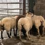 Rouge breeding ewe lambs Image 4