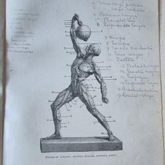 Sandow's On Physical Training. G. Mercer Adam. A. Casarin. Victorian, Physical Culture, Bodybuilding, Strongman, Gymnastics, Weightlifting, Dumbbells, Anatomy, Exercise Manual, Human Form, Photography, Antiquarian, Rare Edition, Gale Polden, London.