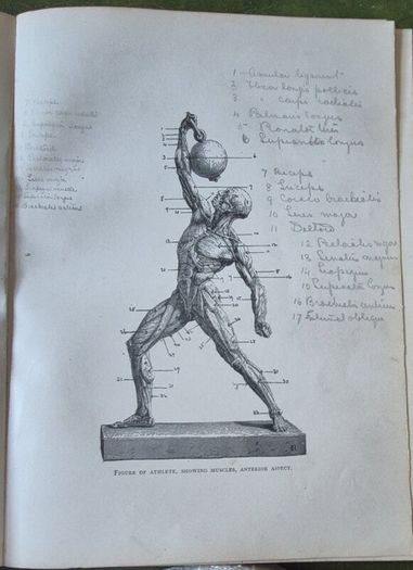 Sandow's On Physical Training. G. Mercer Adam. A. Casarin. Victorian, Physical Culture, Bodybuilding, Strongman, Gymnastics, Weightlifting, Dumbbells, Anatomy, Exercise Manual, Human Form, Photography, Antiquarian, Rare Edition, Gale Polden, London.