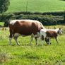Pedigree Irish Moiled cows with bull calf at foot Image 4