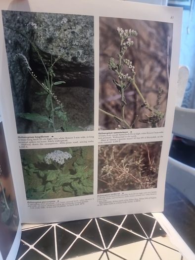 An illustrated guide to the flowers of Saudi Arabia (Hard covers, dust jacket