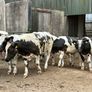 15 Belgium blue store bullocks for sale Image 2