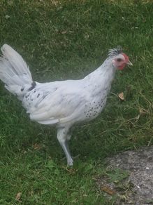 Appenzellar roosters for sale