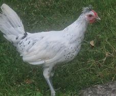 Appenzellar roosters for sale