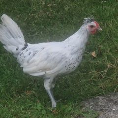 Appenzellar roosters for sale