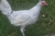 Appenzeller roosters for sale