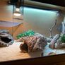 4 ft Habistat Reptile Vivarium and accessories Image 6