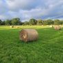 Hay for sale Image 6