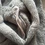 wolf costume Image 4