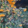 Thorny Hedge, Berberis Darwinii Image 2