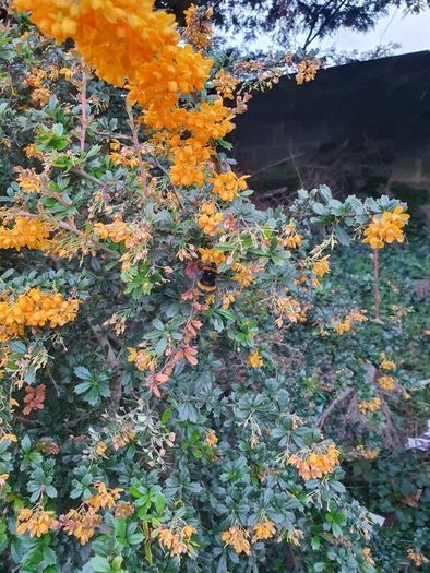 Thorny Hedge, Berberis Darwinii