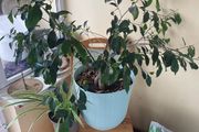 indoor plant