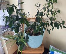 indoor plant