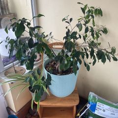 indoor plant