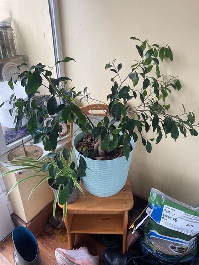 indoor plant
