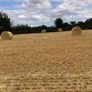 Barley straw Image 4