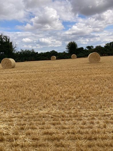 Barley straw
