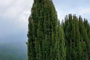 Yew Trees