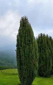 Yew Trees