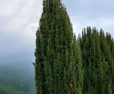 Yew Trees