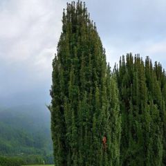 Yew Trees