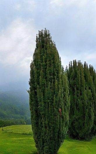 Yew Trees