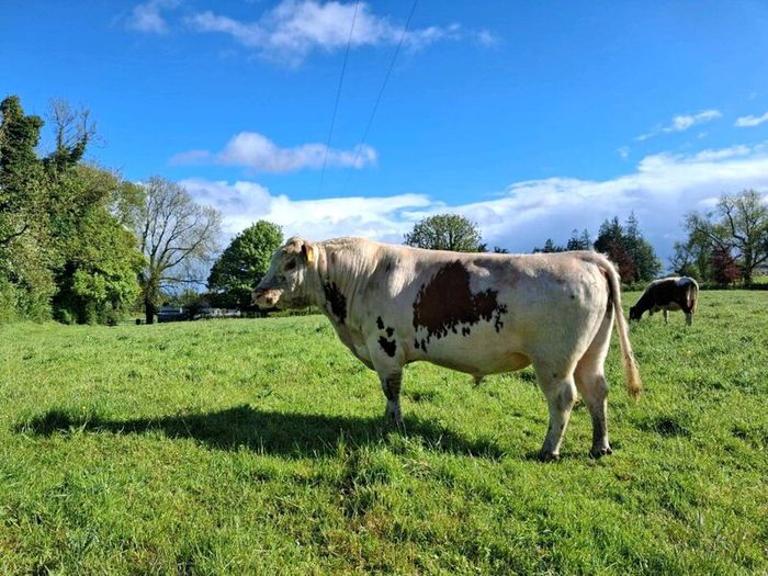 Bull