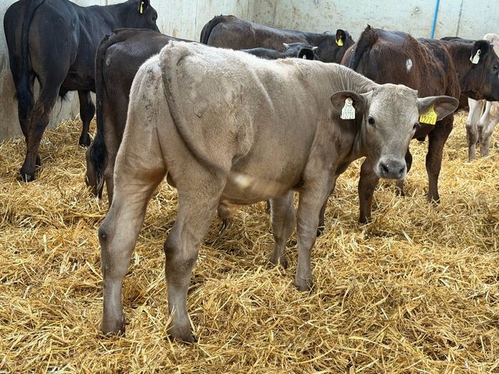 10 Charolais and Limousin Weanlings