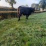 Incalf Heifers Image 5