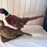 Taxidermy pheasant Image 2