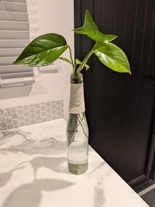 Golden pothos cuttings