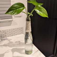 Golden pothos cuttings
