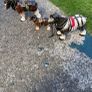 3 horse set Image 5