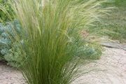 (G) Mexican feathergrass Pony Tails seeds 0.05g (180498)