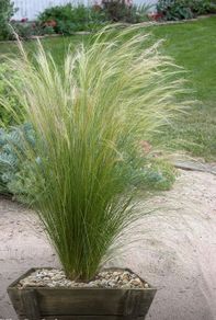 (G) Mexican feathergrass Pony Tails seeds 0.05g (180498)