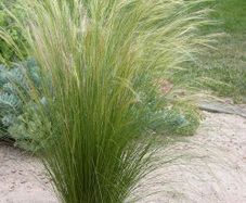(G) Mexican feathergrass Pony Tails seeds 0.05g (180498)