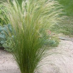 (G) Mexican feathergrass Pony Tails seeds 0.05g (180498)