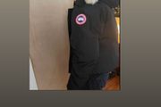 Canada goose
