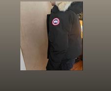 Canada goose