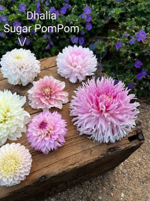 Sugar PomPom Dhalia SALE