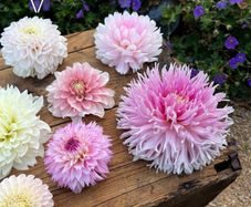 Sugar PomPom Dhalia SALE