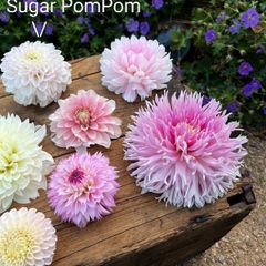 Sugar PomPom Dhalia SALE