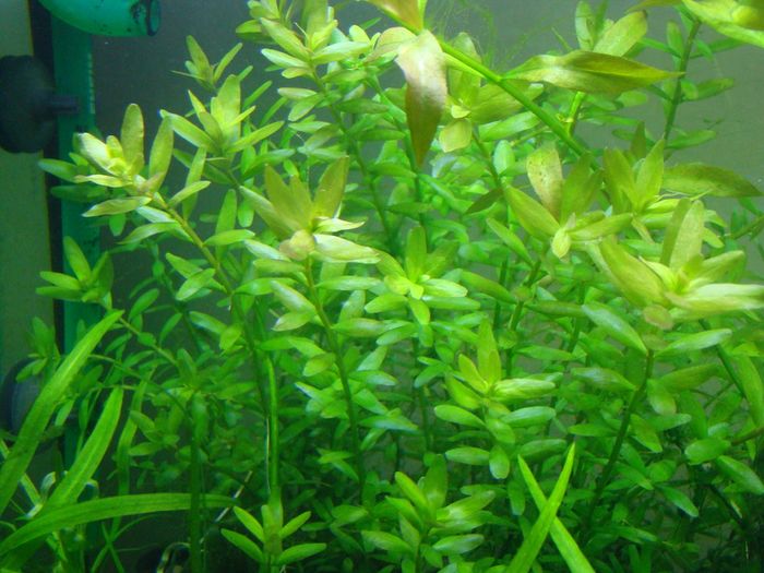 Aquarium plants
